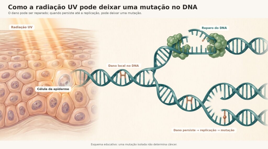 Esquema educativo: radiação UV atinge a célula da epiderme, causa dano local no DNA, que pode ser reparado ou persistir até a replicação e virar mutação.